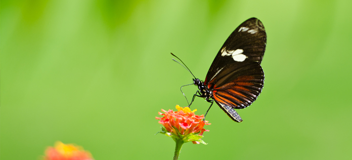 Butterfly flower