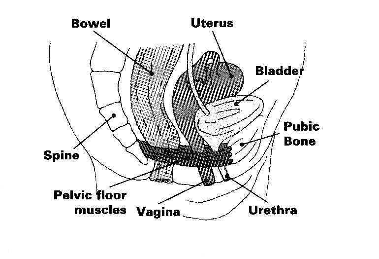 An anatomical diagram showing the inside view of the pelvic area and its' body parts