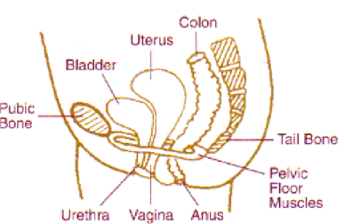 Side on anatomical diagram of pelvic area  showing:
Pubic bone 
Bladder
Uterus
Colon
Tail bone
Urethra
Vagina
Anus
Pelvic Floor Muscles