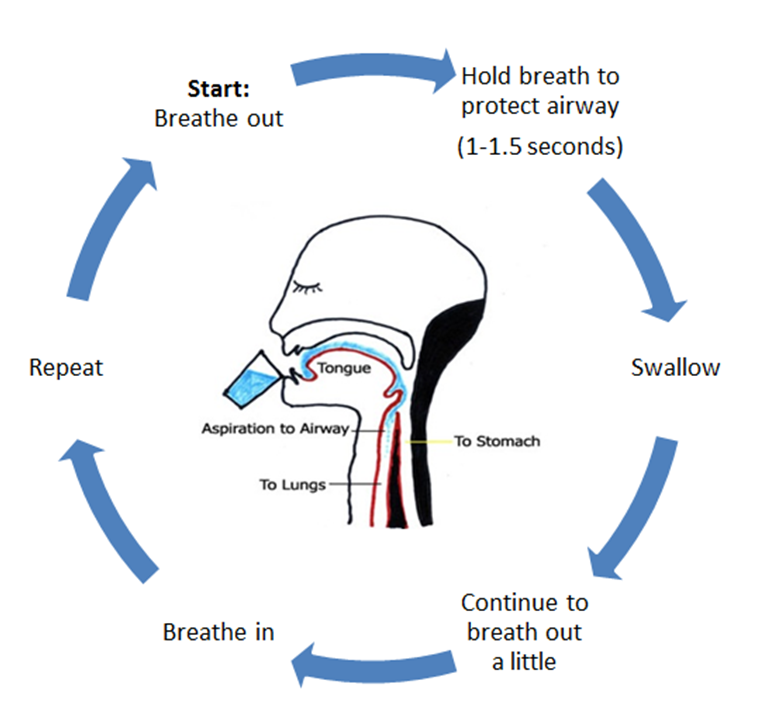 Circular flow diagram showing the cycle of breathing and swallowing with a central anatomical diagram of someone drinking and the parts of the body involved 