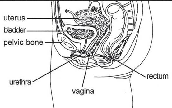Side on anatomical diagram of pelvis area including uterus, bladder, pelvic bone, urethra, vagina, rectum