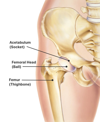 Diagram of skeletal anatomy of a healthy hip joint