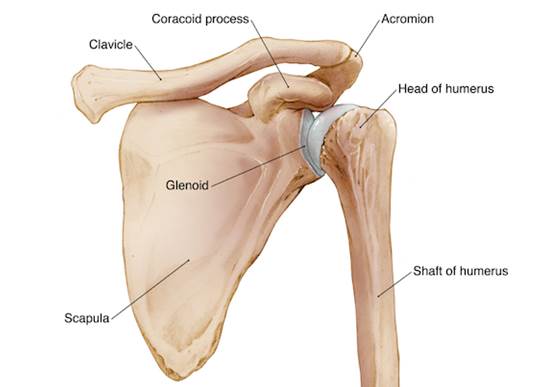 Front on anatomical diagram of shoulder bones