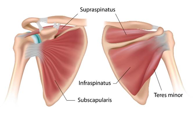 Anatomical diagram showing the front and back view of the muscles of the rotator cuff 