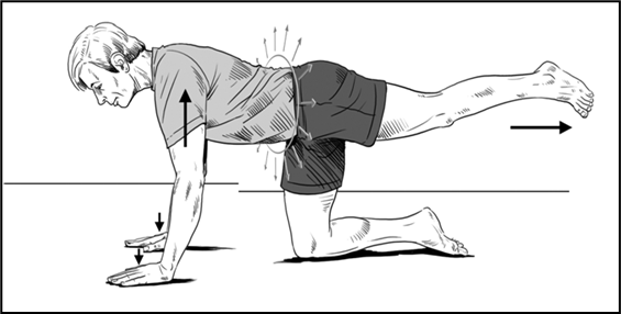 Person all fours with flat back one leg raised straight out in behind Arrow indicates movement or strength