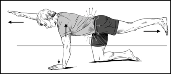 Person all fours with flat back one arm raised straight in front. One leg raised straight out in behind. Arrow indicates movement or strength