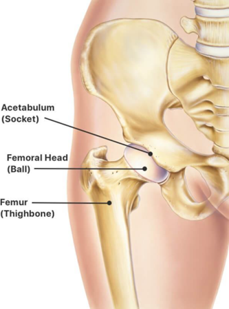 Anatomical diagram of hip bones