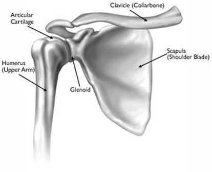 Front on anatomical diagram of shoulder bones