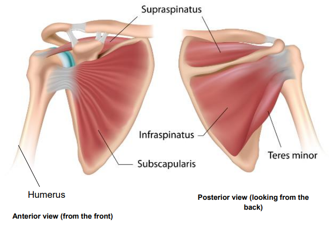 Anatomical diagram of muscles in the rotator cuff