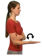 Image of arm bent at 45 degrees hand flat out in front of body. Arrow indicates rotating palm to floor and to ceiling