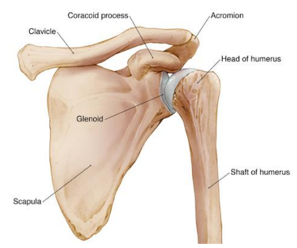 Anatomical diagram of shoulder joint 