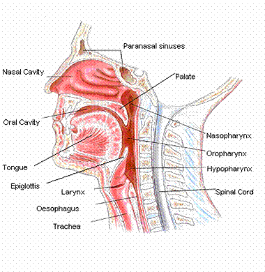 Anatomical internal view of head and neck including mouth, throat and neck 