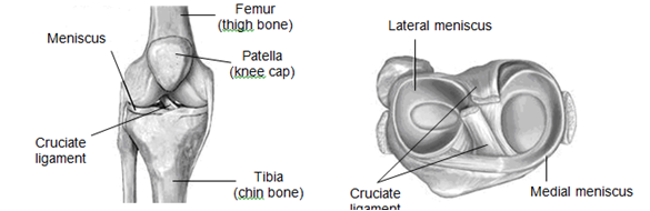 Anatomical diagram of knee from front and top 