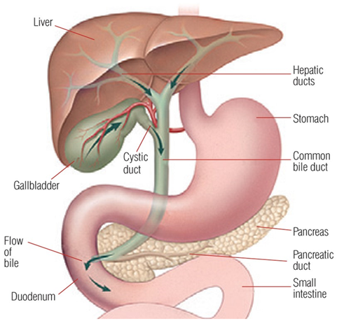 Anatomical diagram of liver, stomach and related areas 