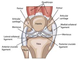 A diagram of the knee joint including soft tissues.