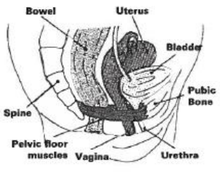 Anatomical diagram of the lower female body showing uterus, bladder, bones and muscles