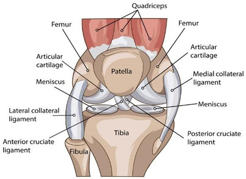 Diagram showing the anatomy of the knee
