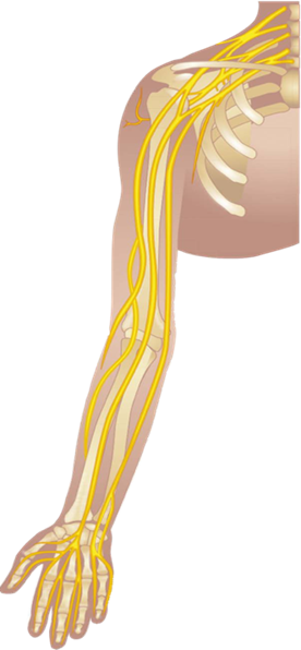 A drawing of a human right shoulder and arm showing where the nerves are