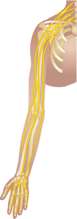 Drawing of a human right shoulder and arm showing nerves