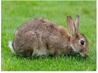 A photograph of a rabbit eating grass