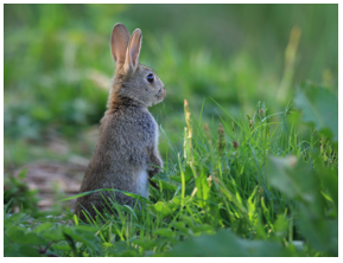 A photograph of a rabbit sitting up with the ears pricked up