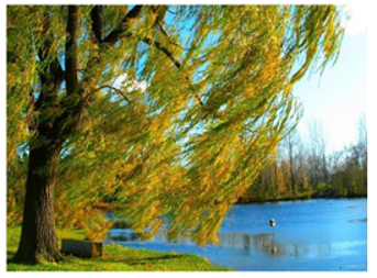 A photograph of a tree next to the river