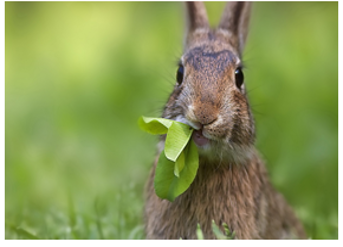 A photograph of a rabbit eating leaves