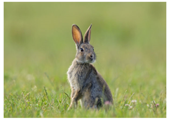 A photograph of a rabbit sat on the grass