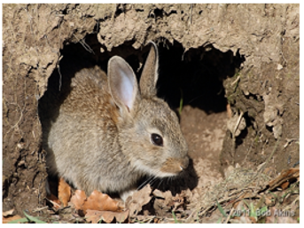 A photograph of a rabbit in a burrow