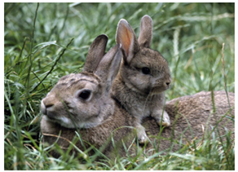 A photograph of a rabbit with another rabbit