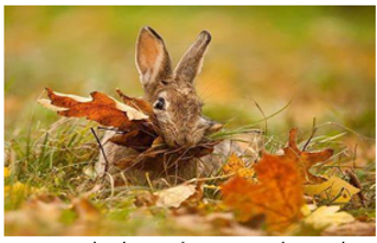 A photograph of a rabbit with autumn leaves in its mouth