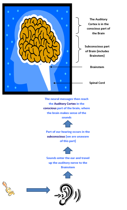 An illustration of the Auditory Pathway